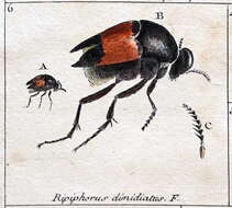 Image of Ripiphorus
