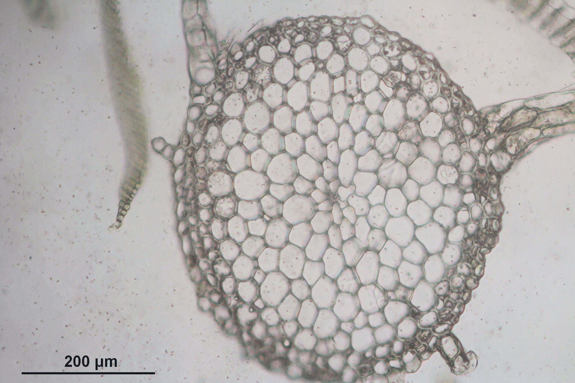 Image of Plagiothecium undulatum