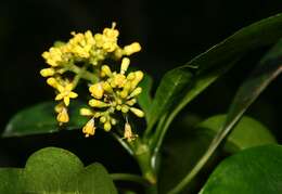 Image of Black bird-berry