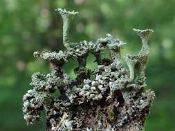 Image of cup lichen