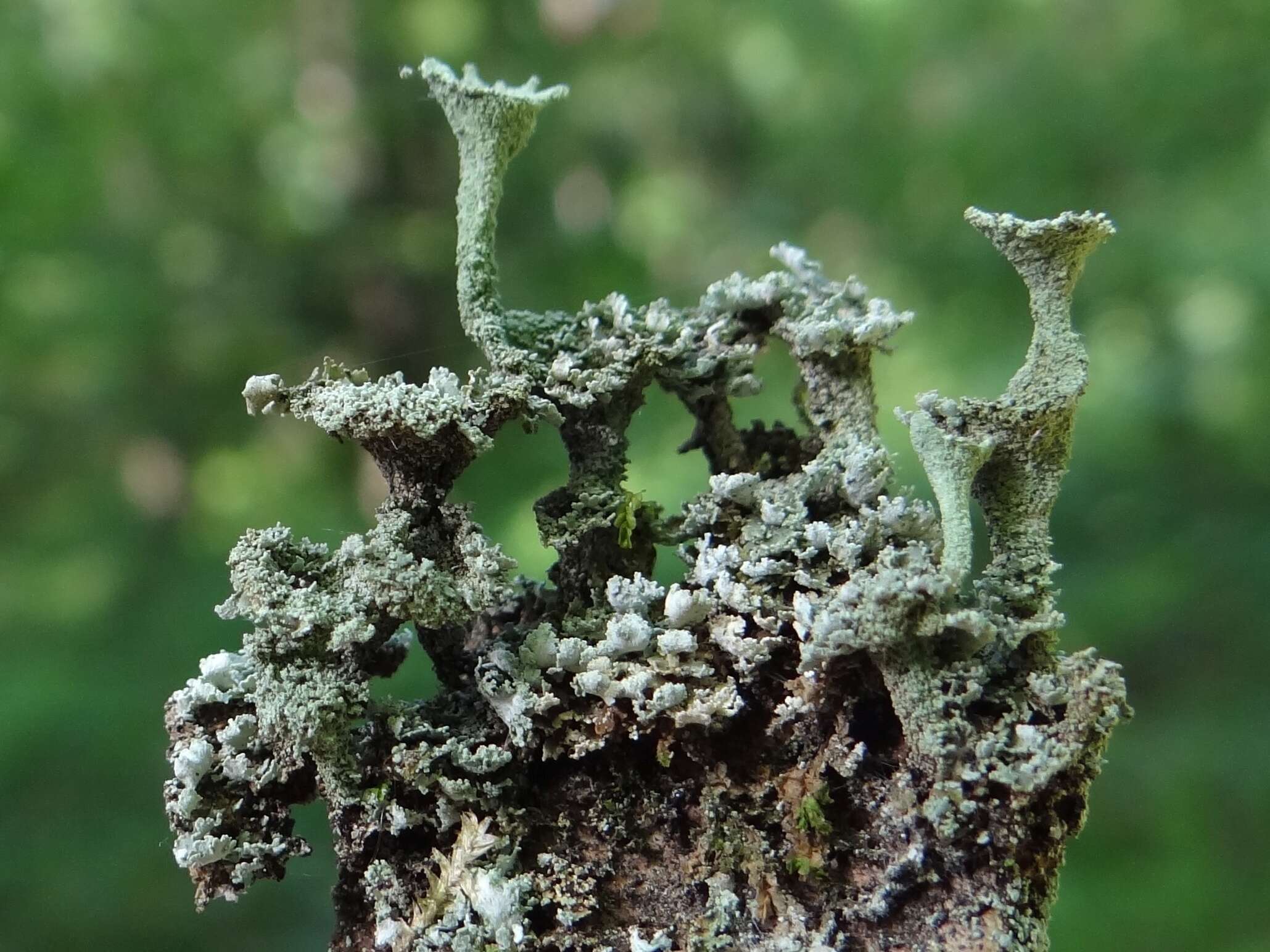Image of cup lichen