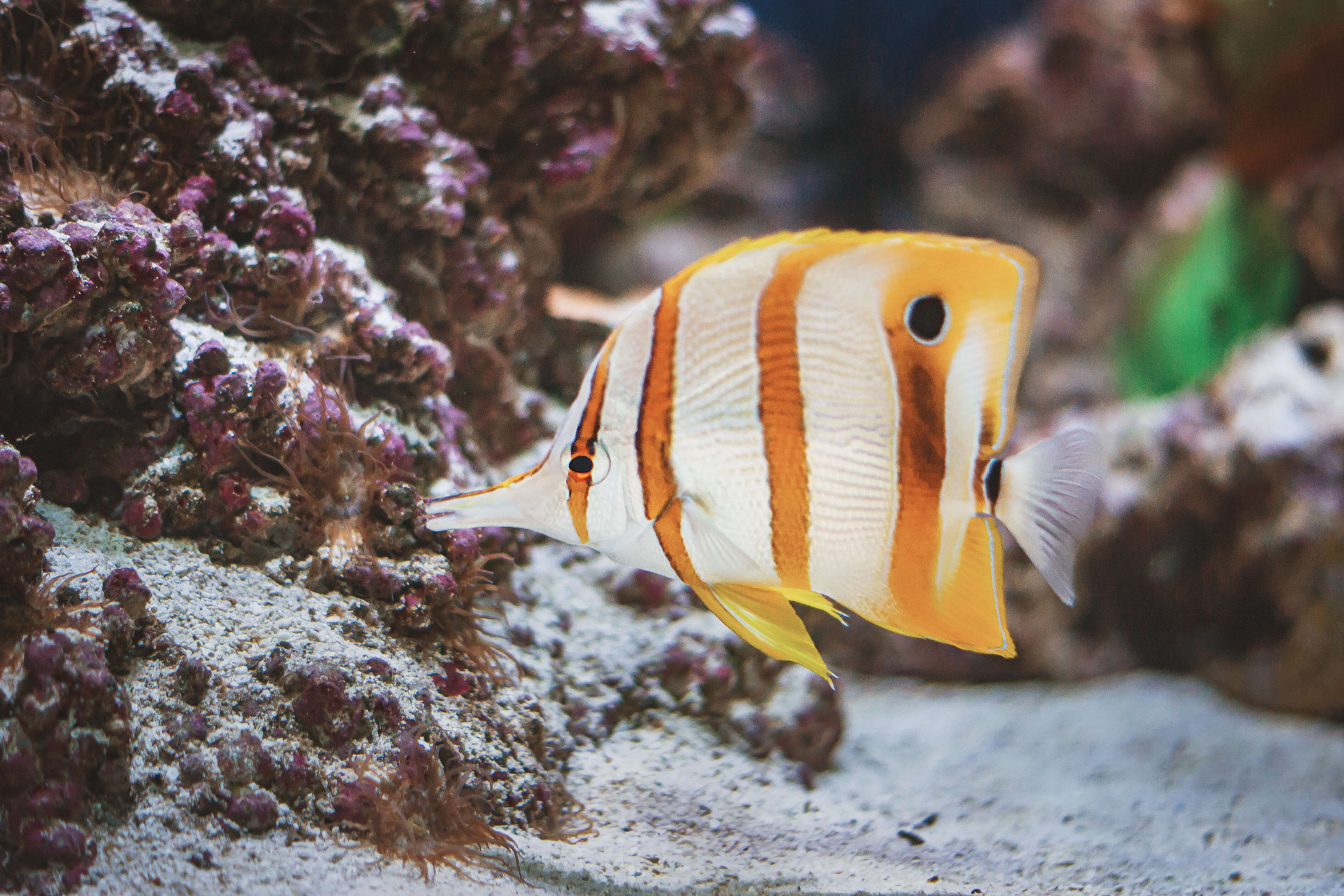 Image of Banded Longsnout Butterflyfish