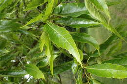 صورة Quercus chenii Nakai