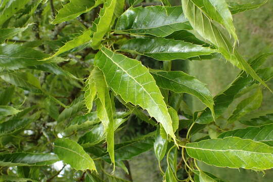 Слика од Quercus chenii Nakai