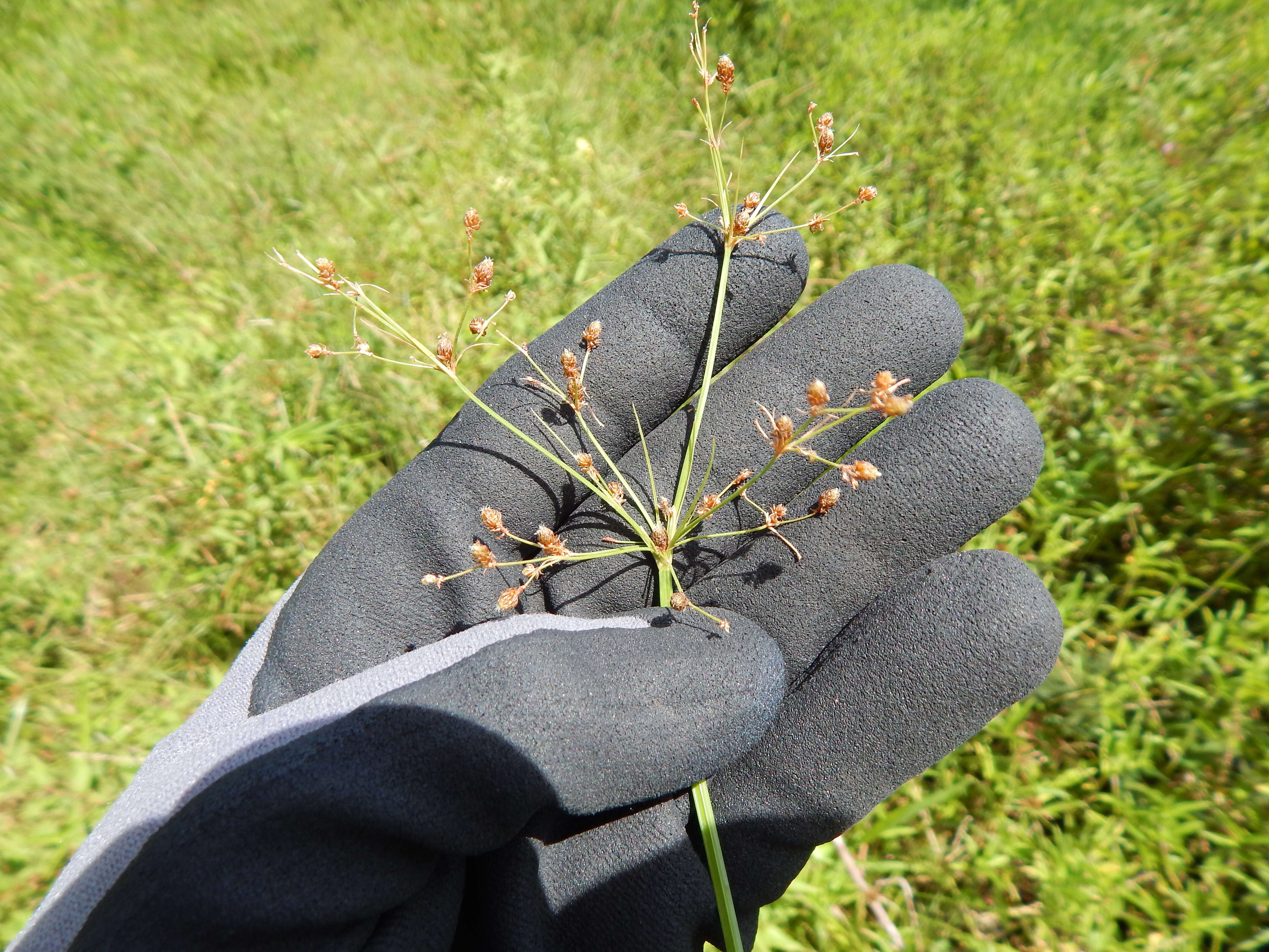 Image of Grass-Like Fimbristylis