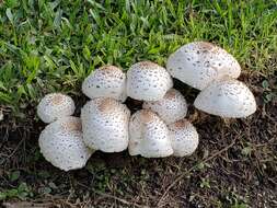 Image of Green-spored parasol