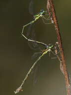 Image of Lestes temporalis Selys 1883