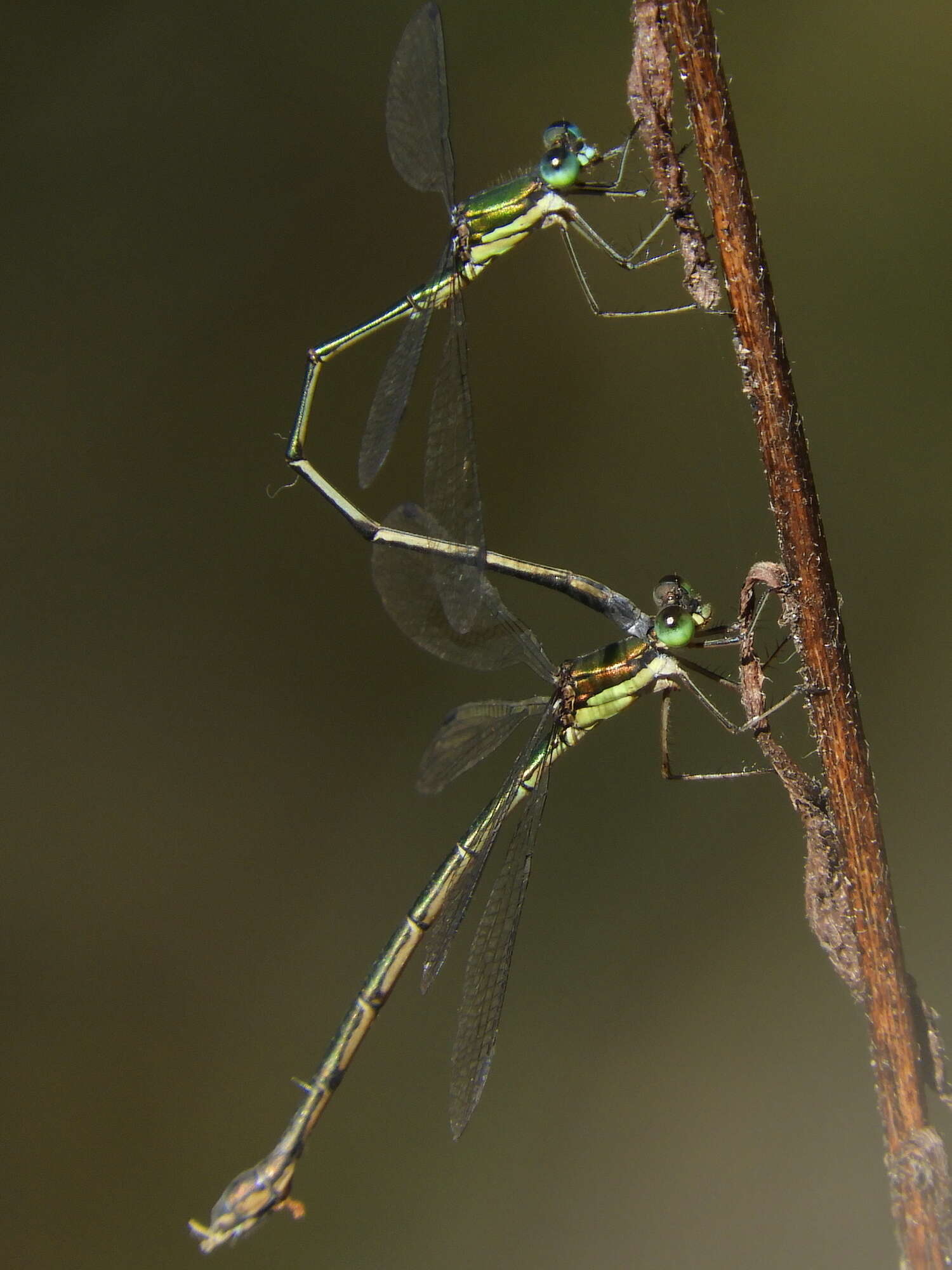 Image of Lestes temporalis Selys 1883