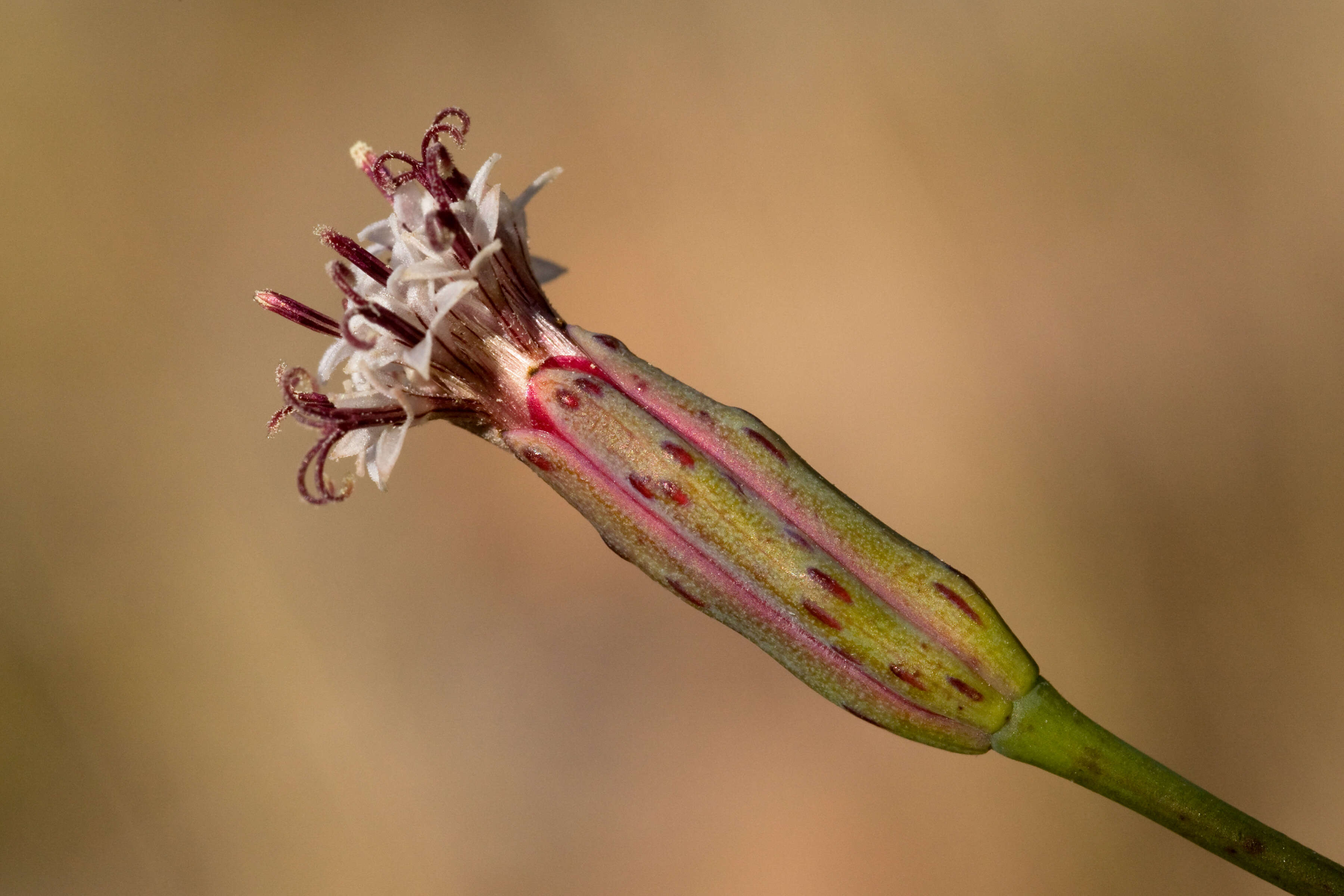 Image of slender poreleaf