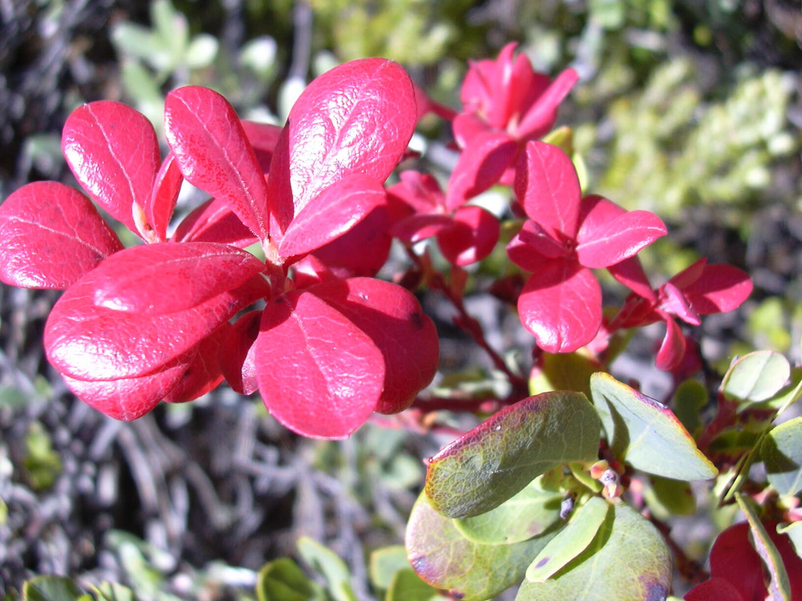 Image de Vaccinium reticulatum Sm.