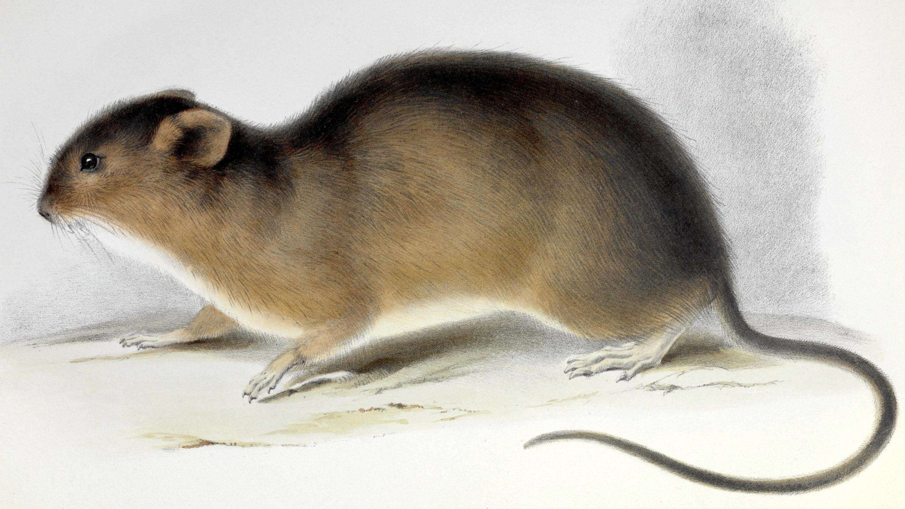 Image of Brazilian Marsh Rat