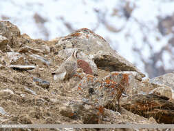 Image of Himalayan Snowcock