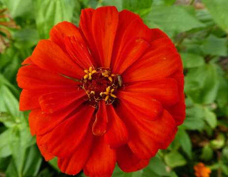 Image of ELEGANT ZINNIA