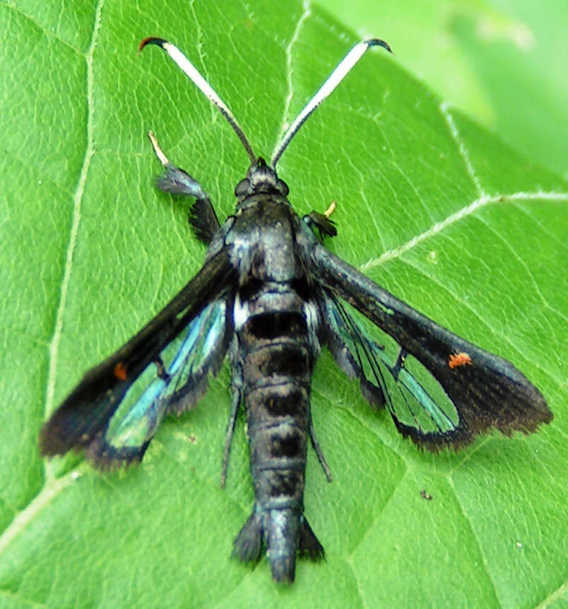 Image of Virginia Creeper Clearwing