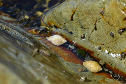 Image of Dog whelk