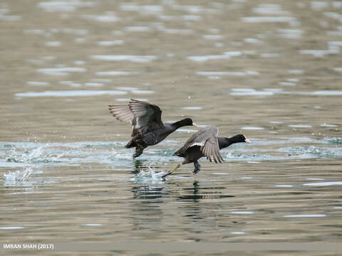 Image of Common Coot