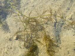 Image of Soft Hornwort