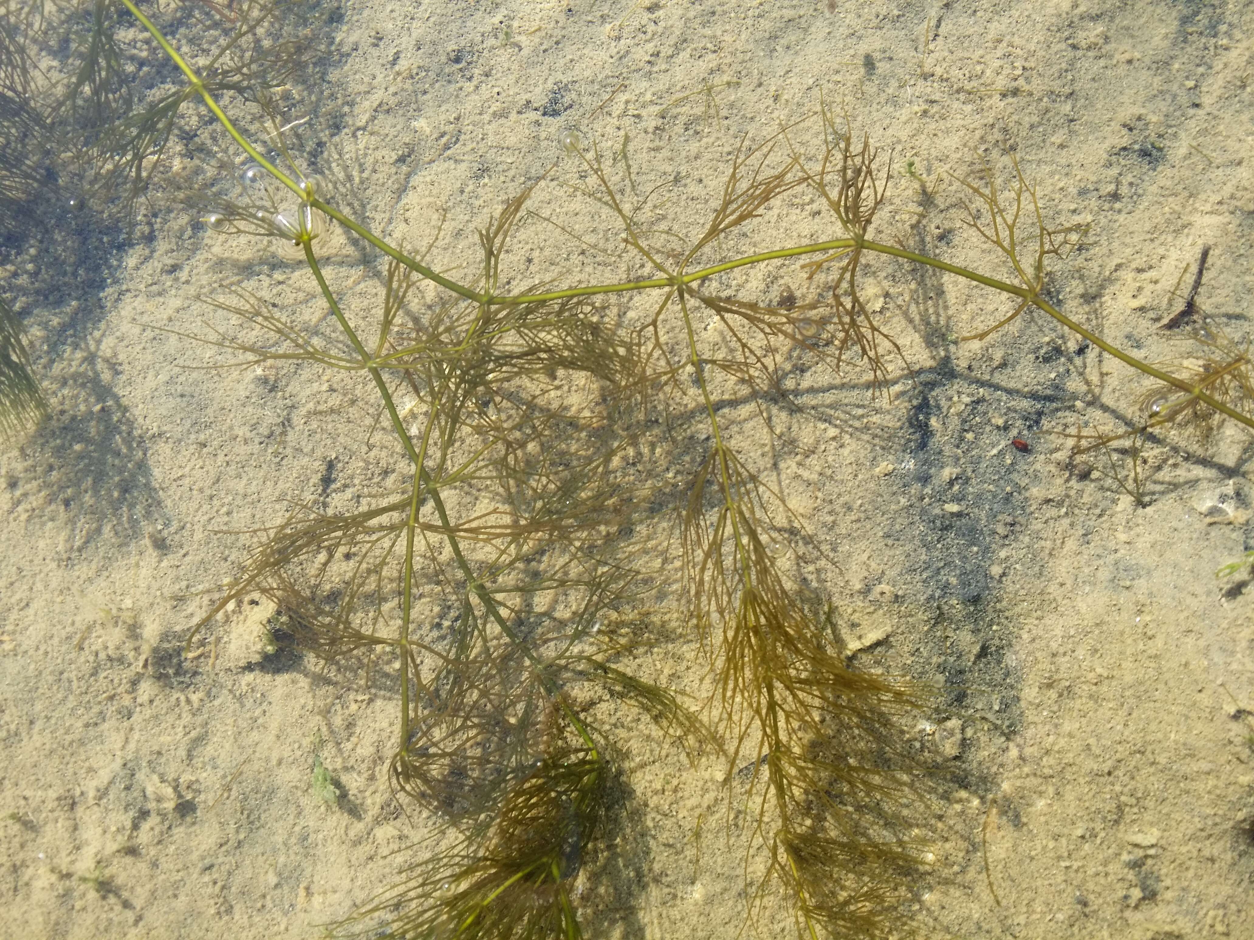 Image de Cératophylle Submergé