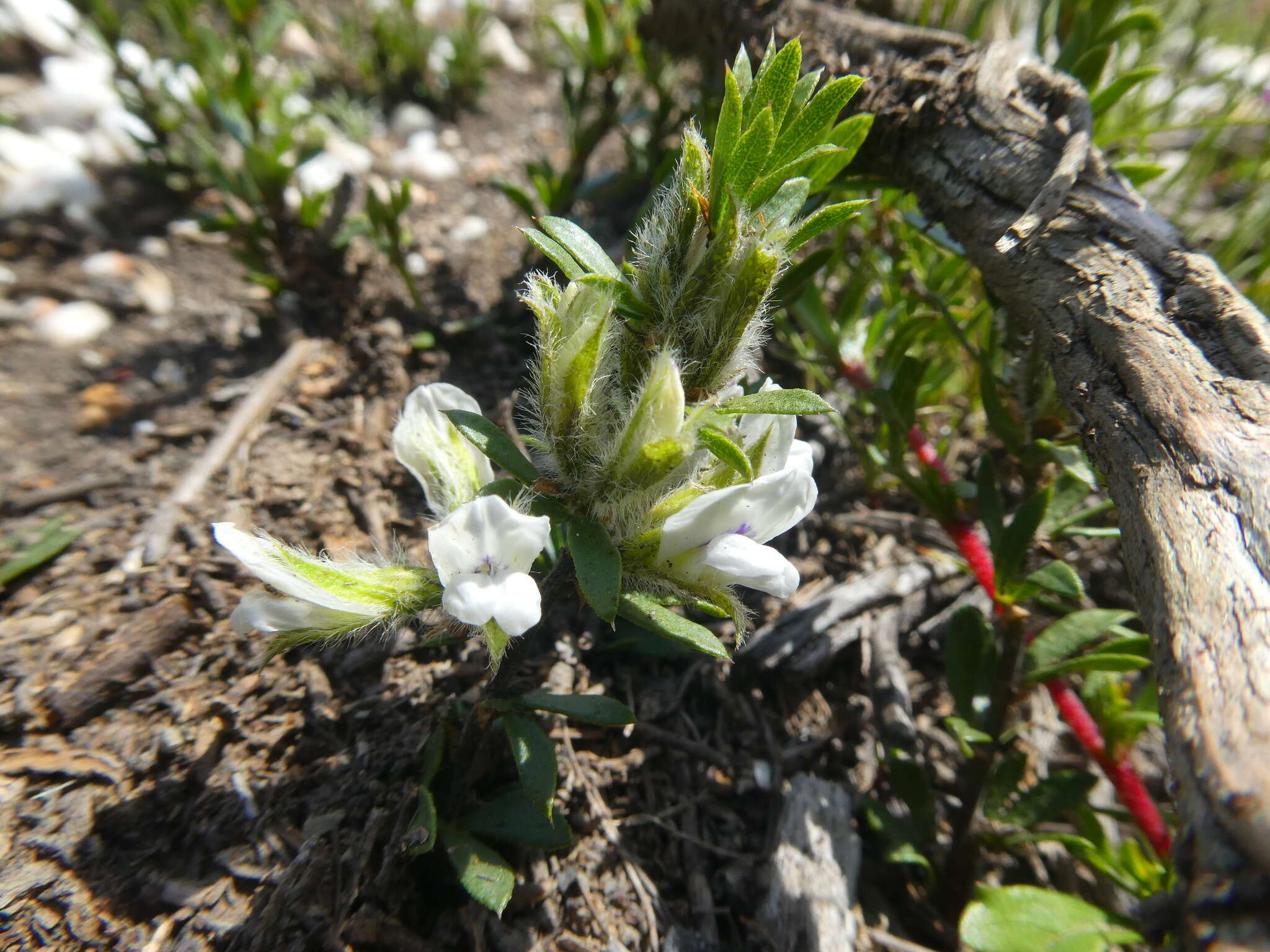 Image of Otholobium curtisiae