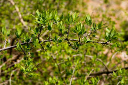 Forestiera pubescens Nutt. resmi