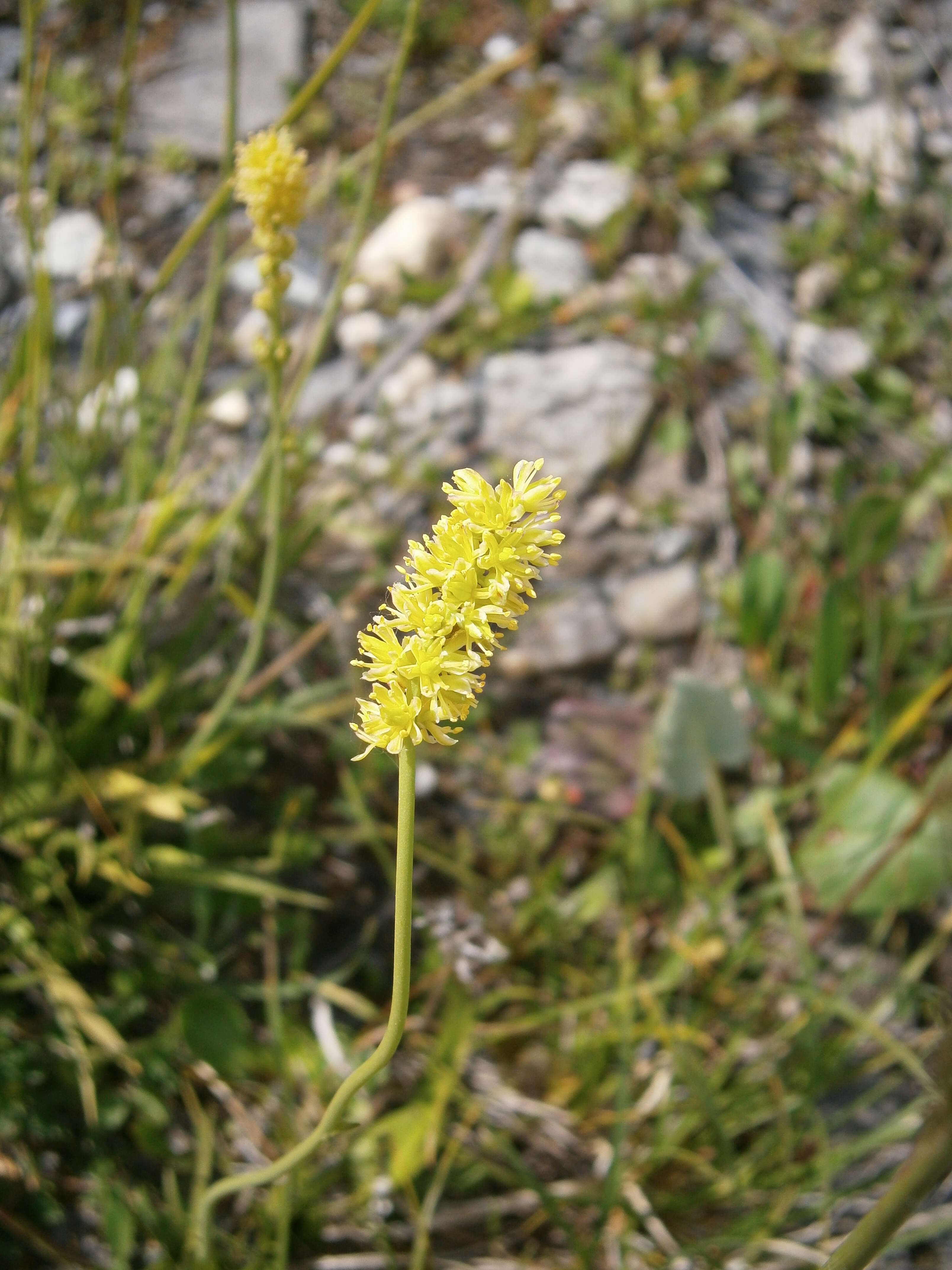 صورة Tofieldia calyculata (L.) Wahlenb.