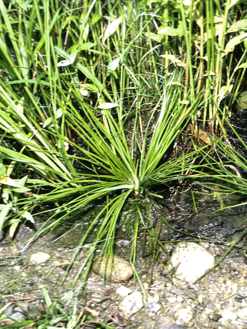 Image of Appalachian quillwort