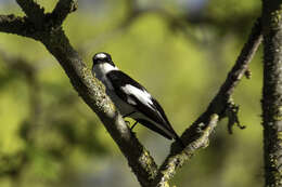 Image of Collared Flycatcher