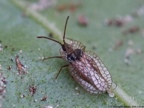 Image of Foliaceous Lace Bug