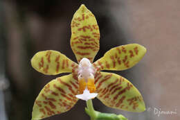 Image of Phalaenopsis amboinensis J. J. Sm.