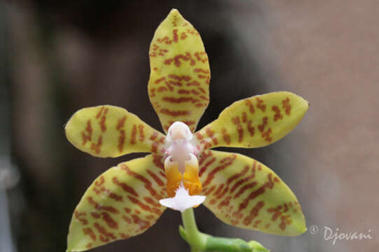 Image of Phalaenopsis amboinensis J. J. Sm.