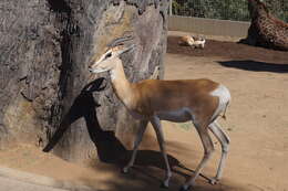 Image of Gazelle de Soemmerring