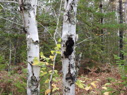 Image of Chaga