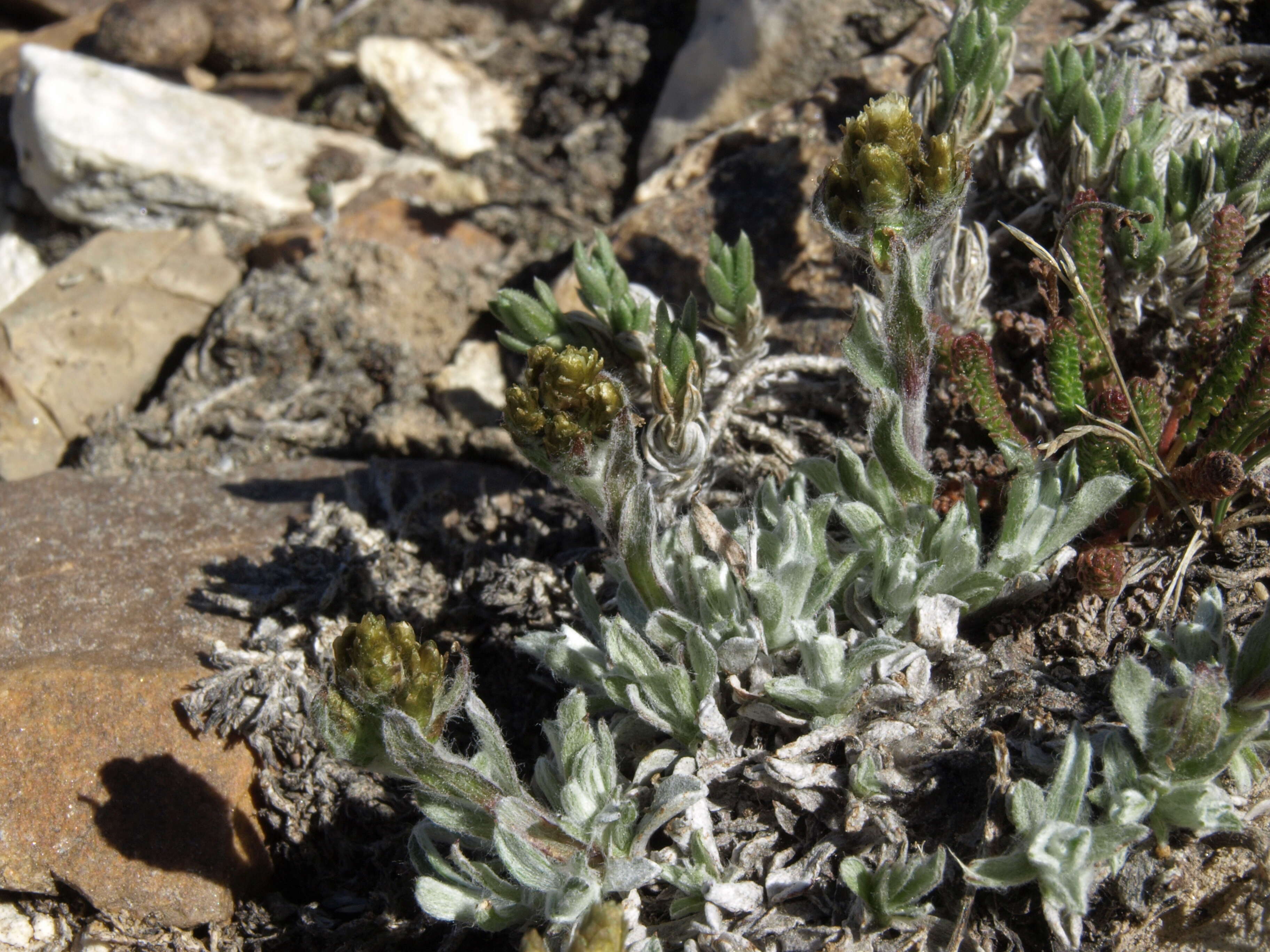 Image of Rocky Mountain pussytoes