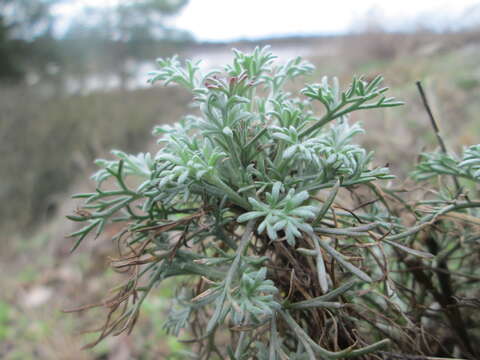 Image of field sagewort