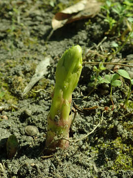 Image of Kirengeshoma palmata Yatabe