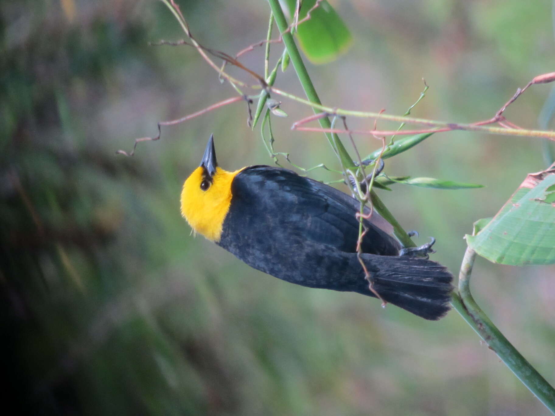 Image of Yellow-hooded Blackbird