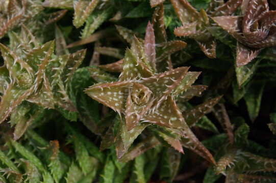 Image of Aloe juvenna Brandham & S. Carter