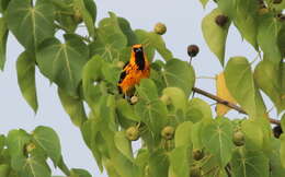 Image of Spot-breasted Oriole