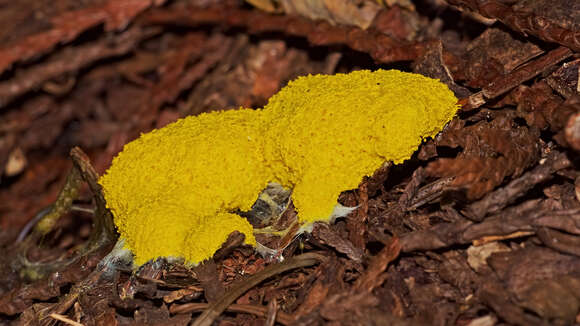 Image of Dog vomit slime mold