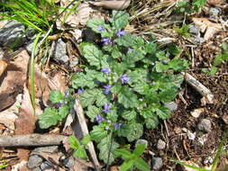 Слика од Ajuga decumbens Thunb.