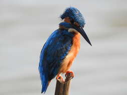 Image of Common Kingfisher