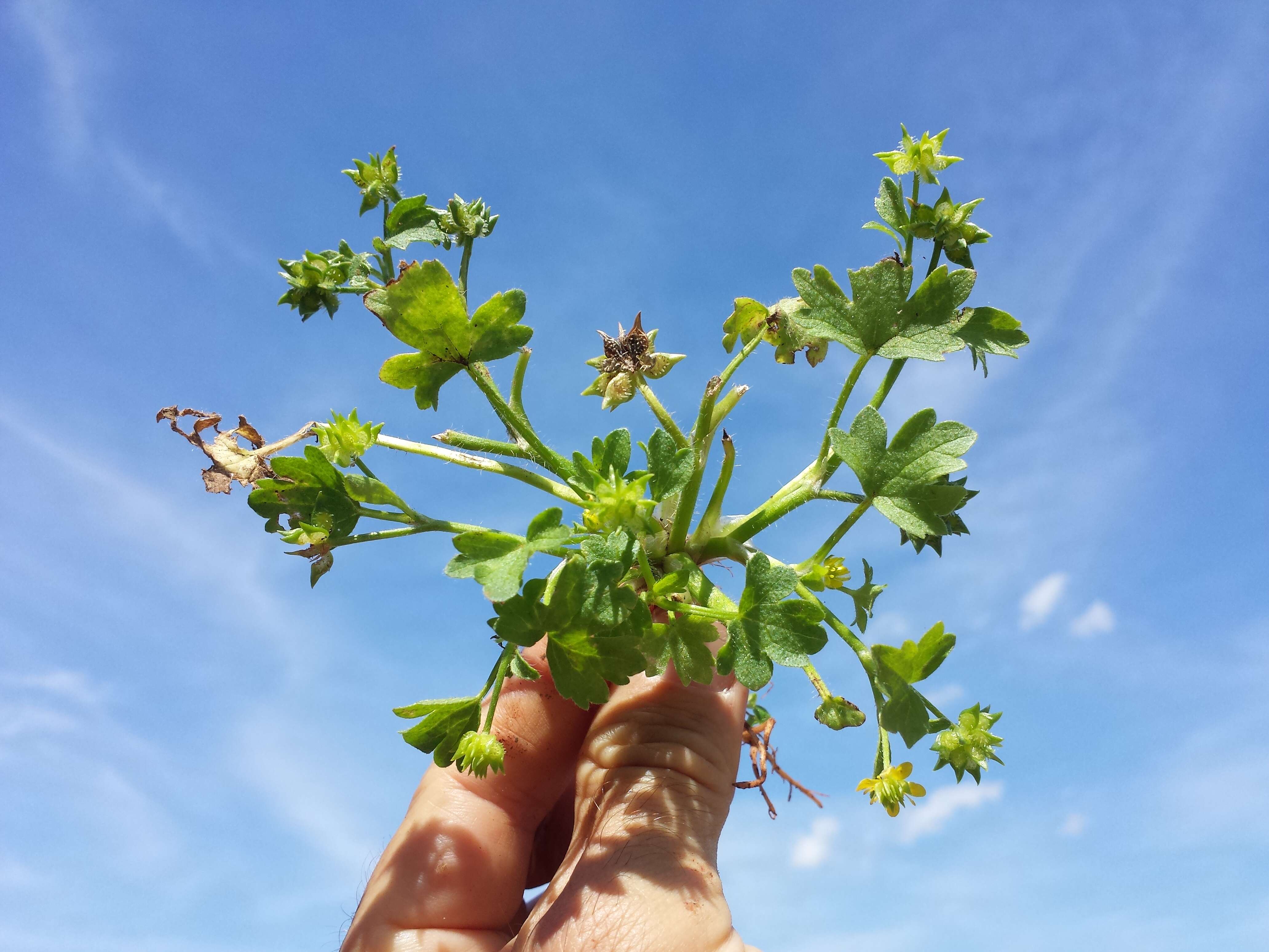 Image de Ranunculus muricatus L.