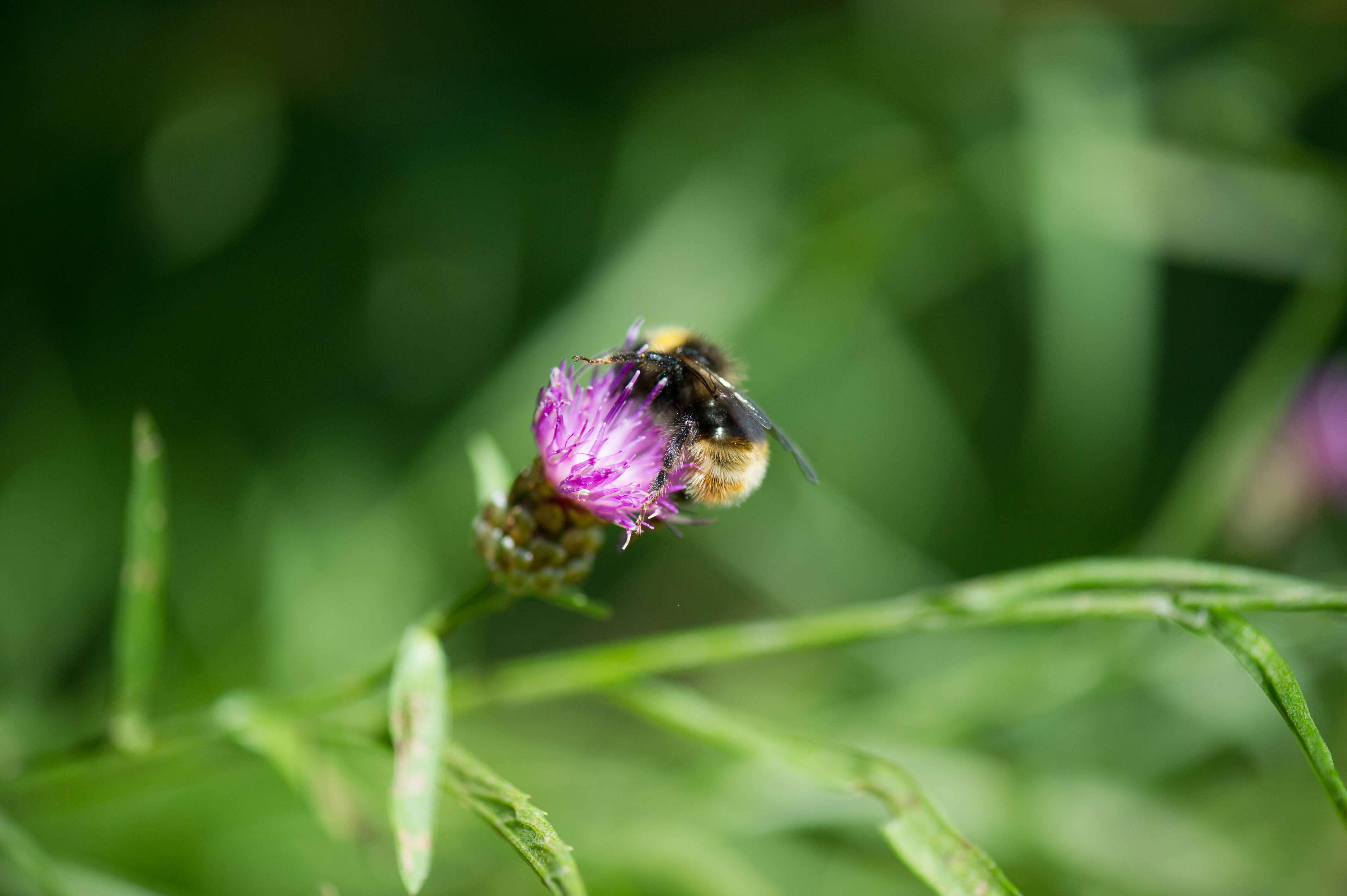 Image of Bombus quadricolor (Lepeletier 1832)