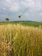 Imagem de Bolboschoenus planiculmis (F. Schmidt) T. V. Egorova