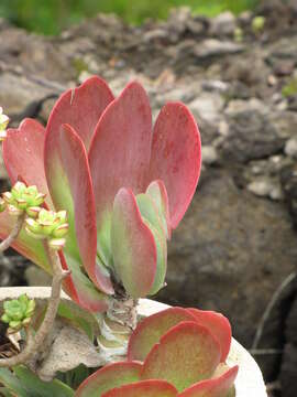 Image of Kalanchoe luciae