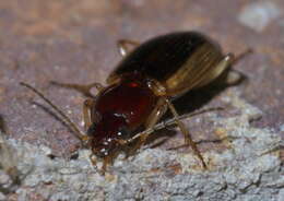 Image of Agonum (Olisares) pallipes (Fabricius 1787)