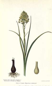 Image of meadow death camas