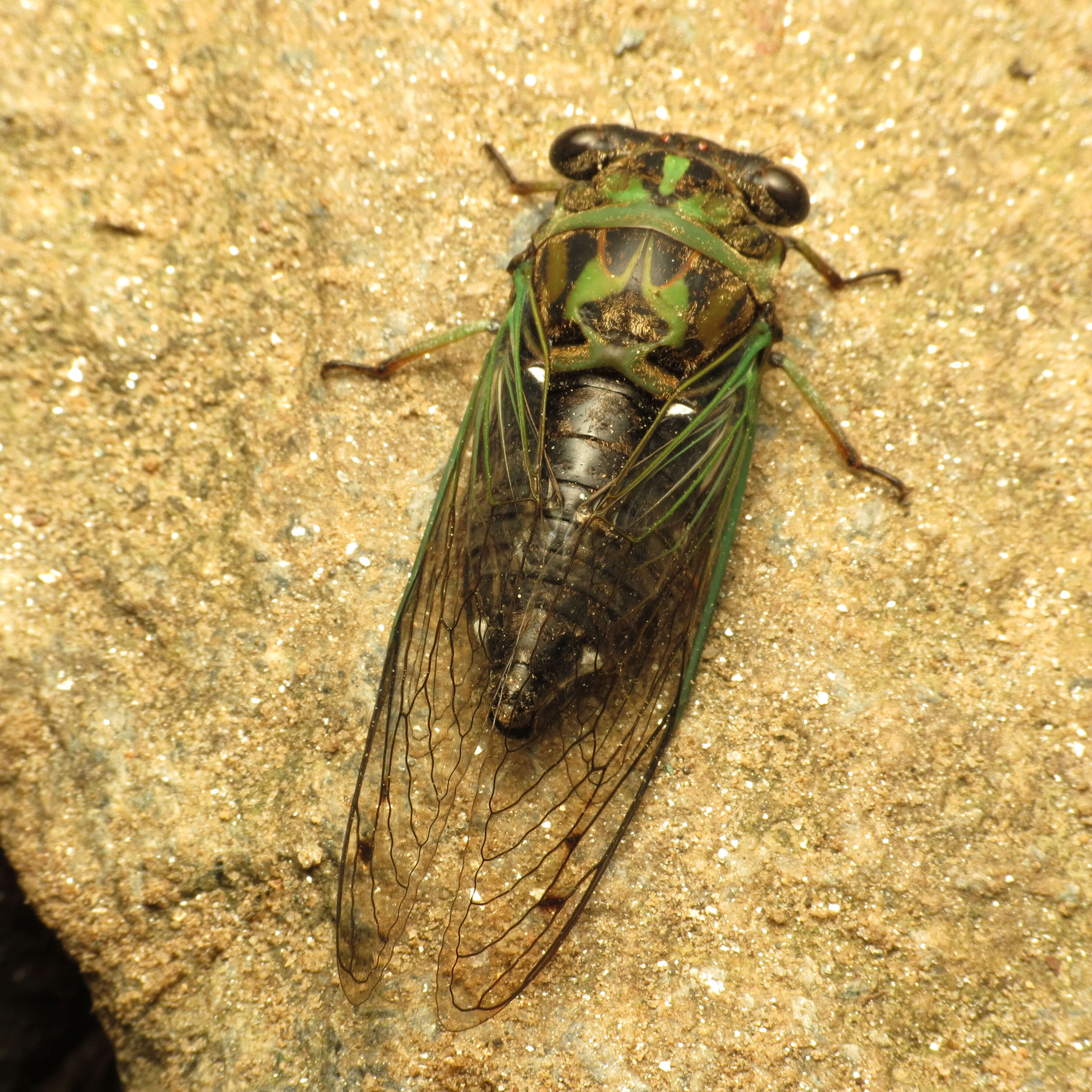 Image of Linne's Annual Cicada