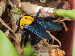 Xylocopa aestuans (Linnaeus 1758) resmi