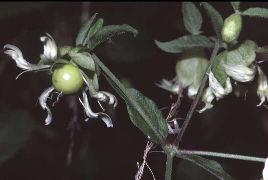 Imagem de Silene baccifera (L.) Roth